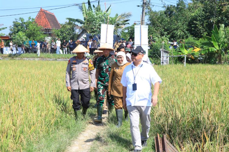 Dukung Ketahanan Pangan Kapolda Jatim Bersama Forkopimda Panen Raya Padi di Ngawi